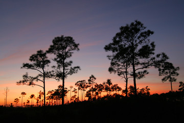 Fototapeta na wymiar Sunset in the pinelands of Everglades National Park, Florida.