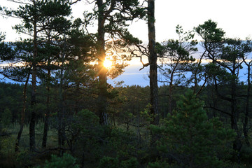early morning in the swamp, sunrise over the swamp