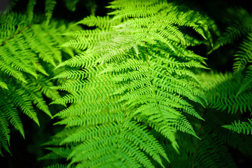Fern leaves in forest