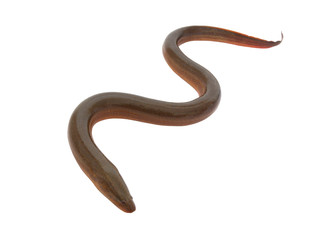 Asian eel isolated on white background