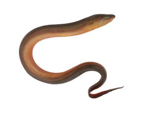 Asian eel isolated on white background
