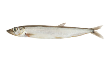 Capelin fish isolated on white 