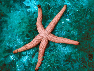 A lightly coloured orange starfish