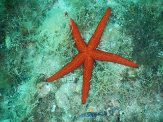 Fototapeta na wymiar A darker red starfish