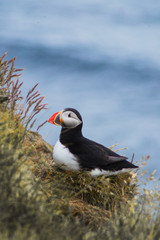 Detailed view of Arctic or Atlantic puffin wild bird sitting on Latrabjarg Cliff, Westfjords, Iceland. Blue ocean water on background. 
