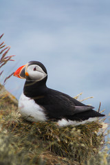 Detailed view of Arctic or Atlantic puffin wild bird sitting on Latrabjarg Cliff, Westfjords, Iceland. Blue ocean water on background. 
