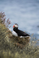 Detailed view of Arctic or Atlantic puffin wild bird sitting on Latrabjarg Cliff, Westfjords, Iceland. Blue ocean water on background. 