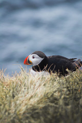 Detailed view of Arctic or Atlantic puffin wild bird sitting on Latrabjarg Cliff, Westfjords, Iceland. Blue ocean water on background. 