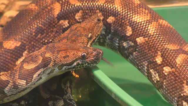 Woody Madagascar BOA this is not a poisonous snake, endemic to Madagascar