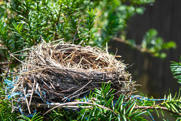 Empty Nest