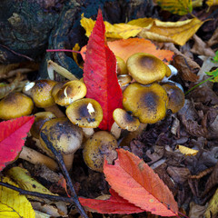 mushroom in the autumn forest,  mushroom close-up