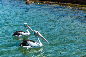 pelicans on the beach