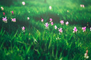 Siam Tulip in Thailand