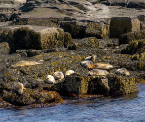 A clan of Harbor Seals laze on the seaweed covered rocks off the egg rock lighthouse near bar harbor, maine