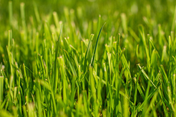 green fresh bright sunsen backlight grass background 