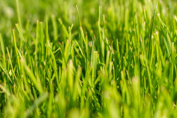 grass with water drops of dew