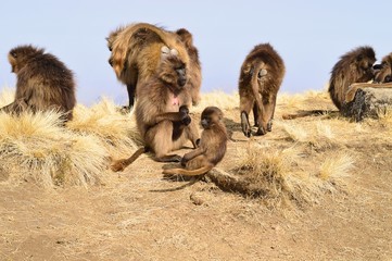 Ethiopia. Gelada is a rare species of Primate. It lives exclusively on the mountain plateaus of Ethiopia, in the mountains of Siemens.   