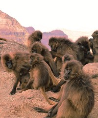 Ethiopia. Gelada is a rare species of Primate. It lives exclusively on the mountain plateaus of Ethiopia, in the mountains of Siemens.   