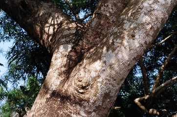 big tree shading