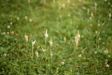 green grass on background