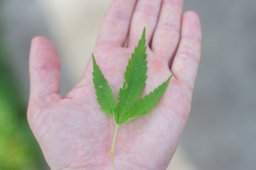 man holding a leaf of hemp in his hand