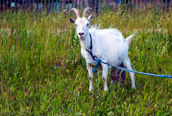 Obraz premium goat with white wool and beautiful horns grazes on a green lawn.