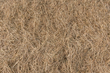 Heu auf der Wiese als Hintergrund und Struktur