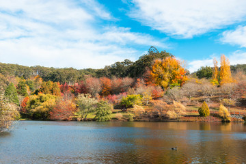 Beautiful pond view with autumn trees at Mt Lofty botanical garden. Adelaide, South Australia.
