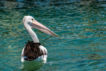 pelican in water