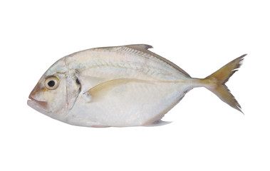 Imposter trevally fish isolated on white background, also known as the imposter jack or white-tongued trevally