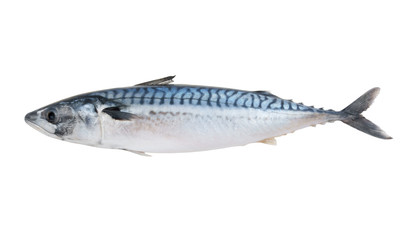 Fresh mackerel fish isolated on white background - obrazy, fototapety, plakaty