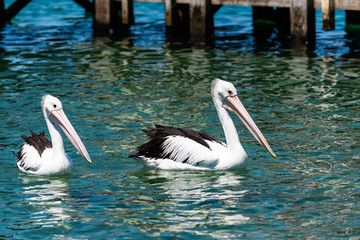 Pelicans