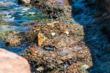 crab on a rock