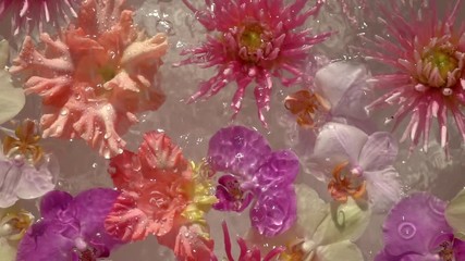 Rain drops falling down on romantic colourful flowers, floating on the water surface as beautiful relax decoration. Close up slow motion shot. Top view.