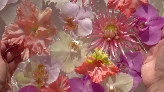 Woman hands touching colourful flowers floating on the sparkling water surface. Beautiful macro composition for your design. Close up slow motion shot at sunny day. Top view.