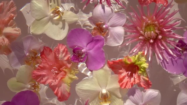 Droplets of water falling down on romantic colourful flowers, floating on the water surface as beautiful relax decoration. Close up slow motion shot. Top view.