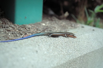 雨・花・露・梅雨・とかげ
