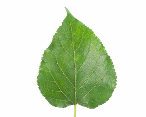 Fresh mulberry leaf isolated on white background. Single leaves.