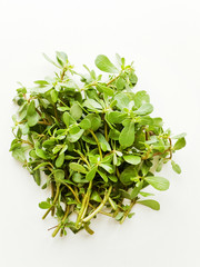 Obraz premium Purslane on white