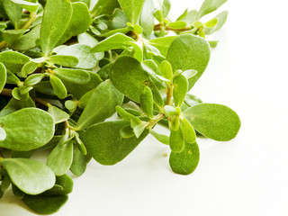 Purslane on white