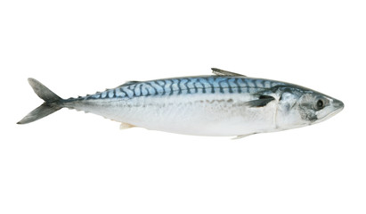 Mackerel fish isolated on white background