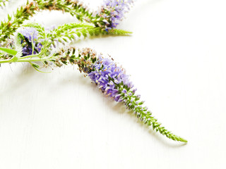 Verónica officinalis flowers