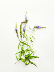 Verónica officinalis flowers