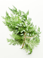 Thuja on white