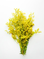 Yellow bedstraw flowers