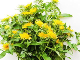 Inula flowers on white