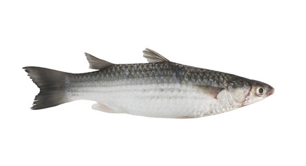 Grey mullet fish isolated on white 