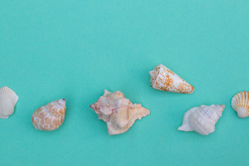 Seashells on turquoise background top view, copy space