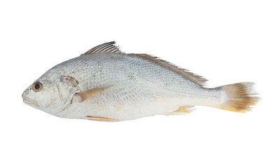 Croaker fish isolated on white background 