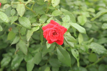 red rose in the garden